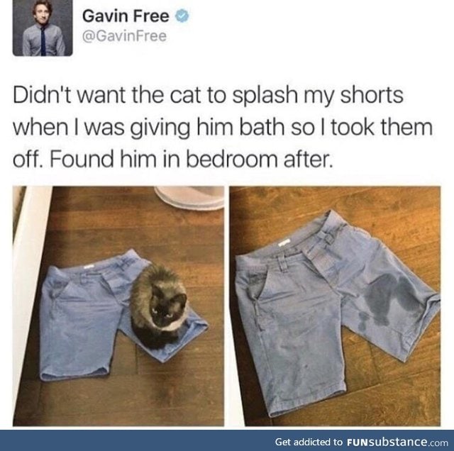 Cats always know
