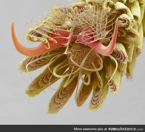 A mosquito's foot at 800X magnification