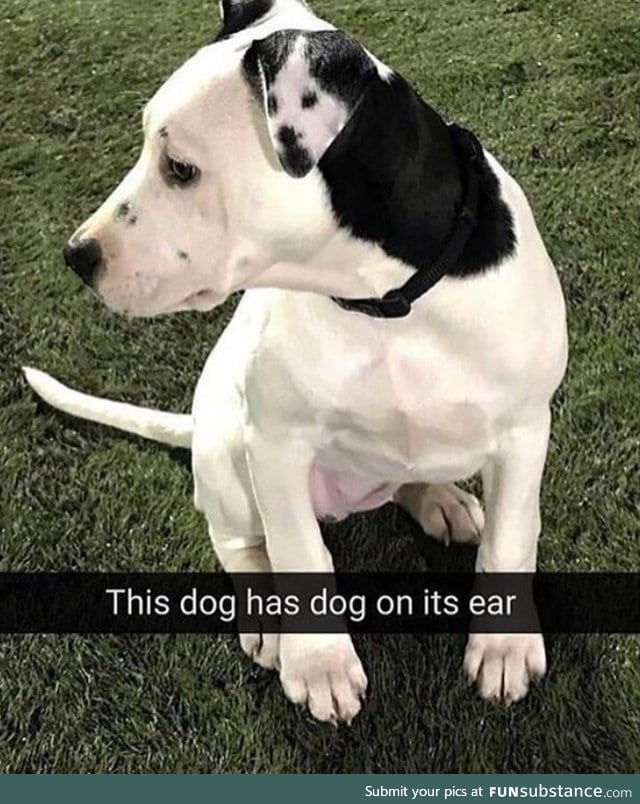 Dog on dog