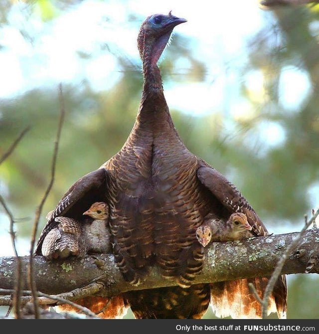 Turkey protecting her babies