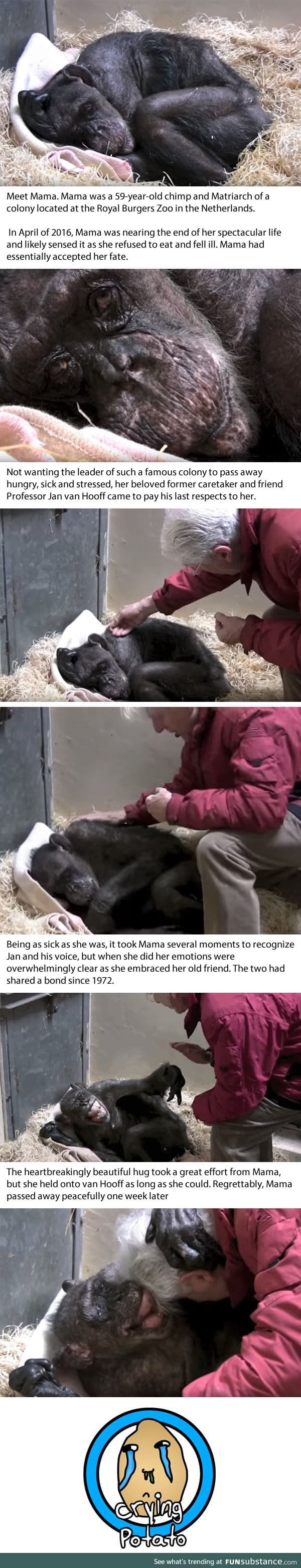 Dying 59-Year-Old Chimp Recognises Her Old Caretaker's Voice