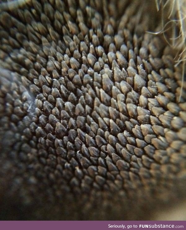This close up of a dogs paw