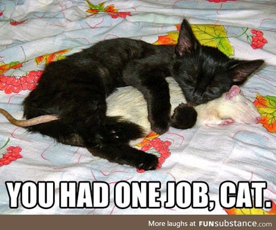 It was one job, cat