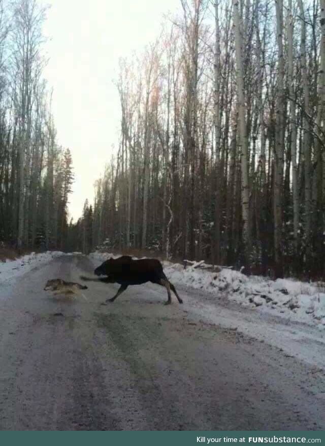 Just a moose kicking a VERY stupid wolf.