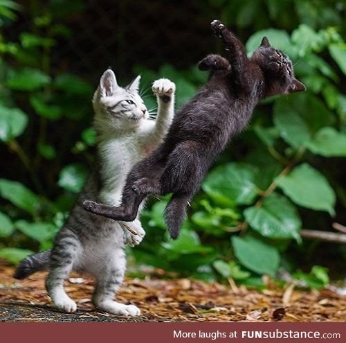 Hilarious kittens fight
