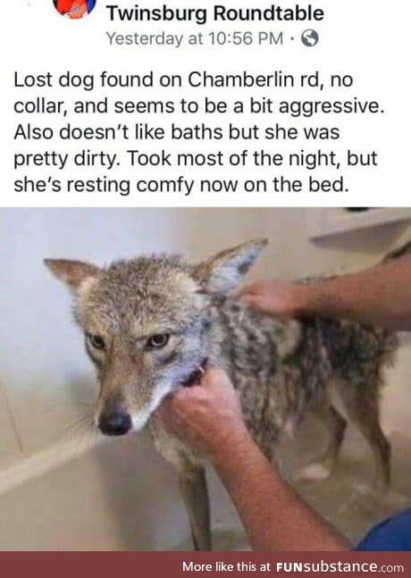 Meanwhile in the US (yes, it's a coyote)