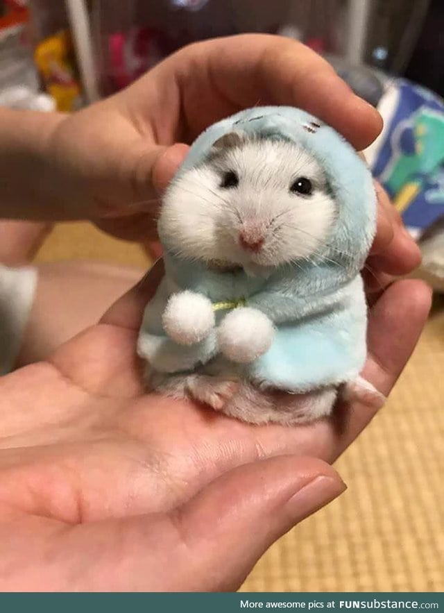 Hamster with a hoodie