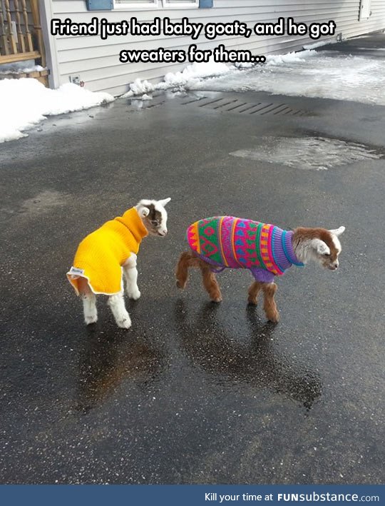 Tiny baby goats in sweaters