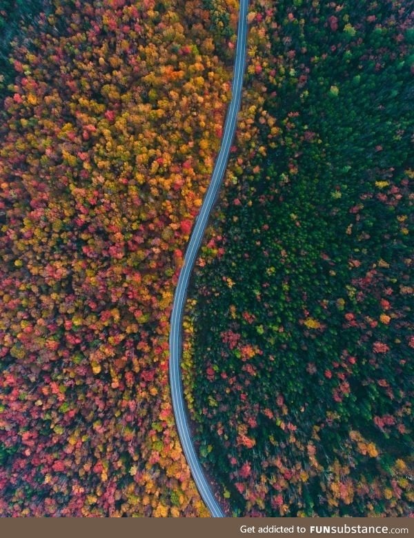 The way the road separates the color of the trees