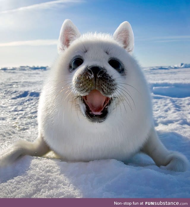 Seal with ears is quite cute