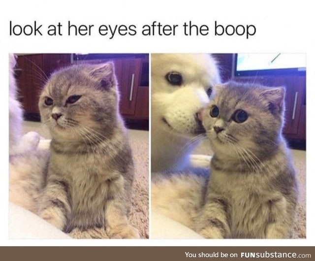 The power of boop