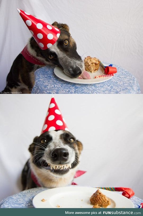 Dog's Birthday Party