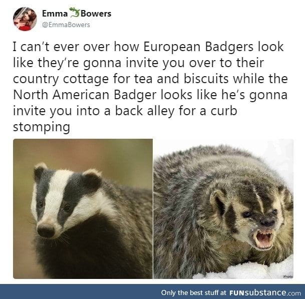 2 different types of badger