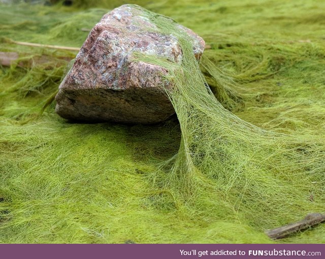 Algae on a rock