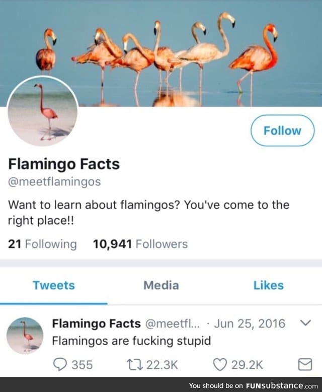 Learn more about Flamingo