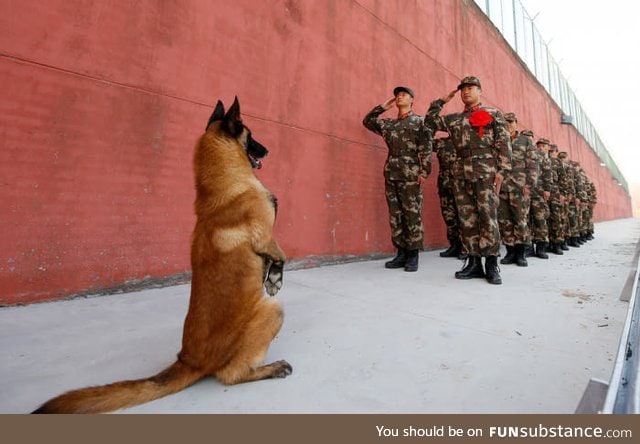 China soldier dog retiring respect from other soldiers