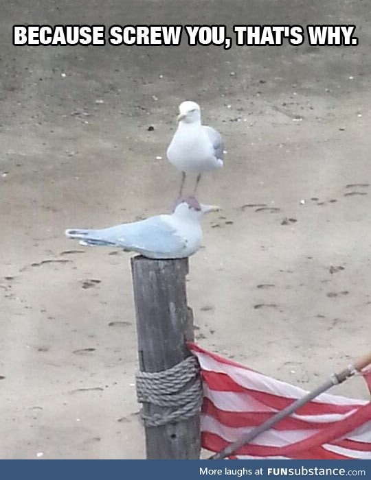 Seagull meets seagull