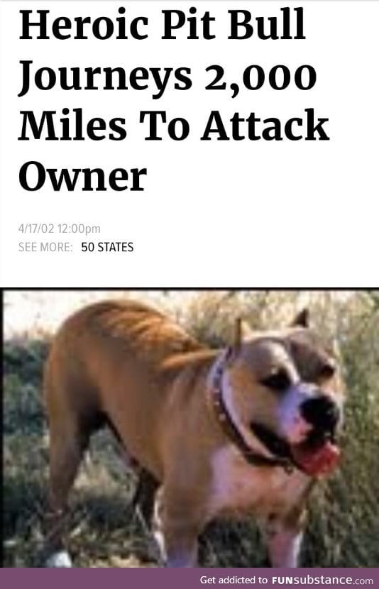 Heroic pit bull