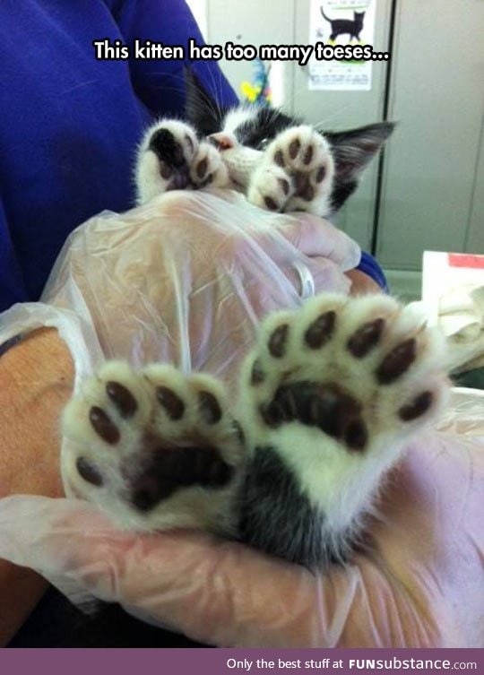 So many kitty toes