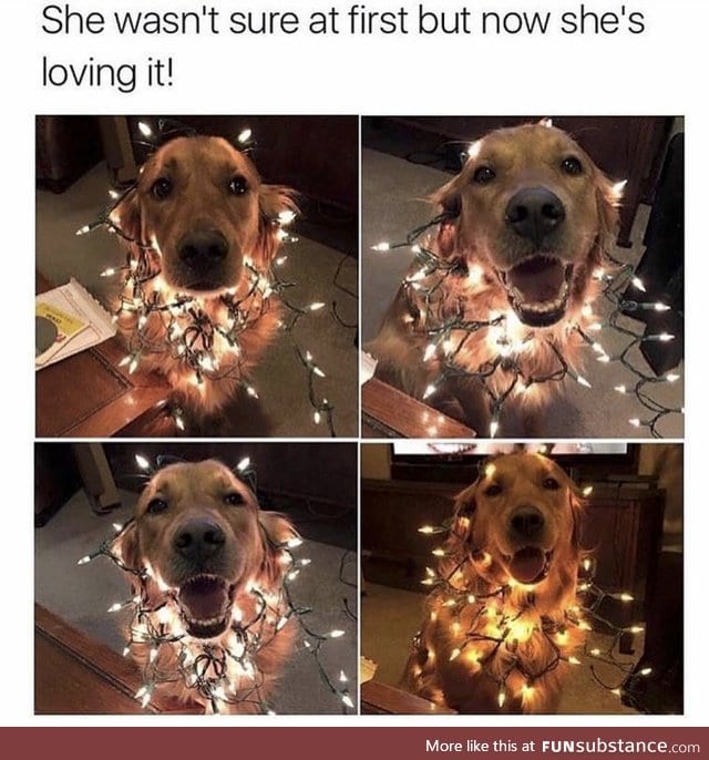 Christmas doggo is doin a shine