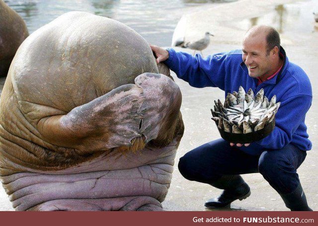 Walrus loves his birthday cake