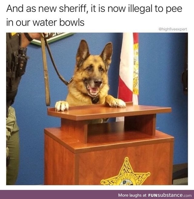 When dogs set the law