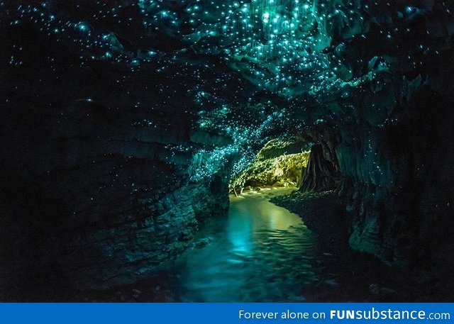 Glow worm cave in new zealand