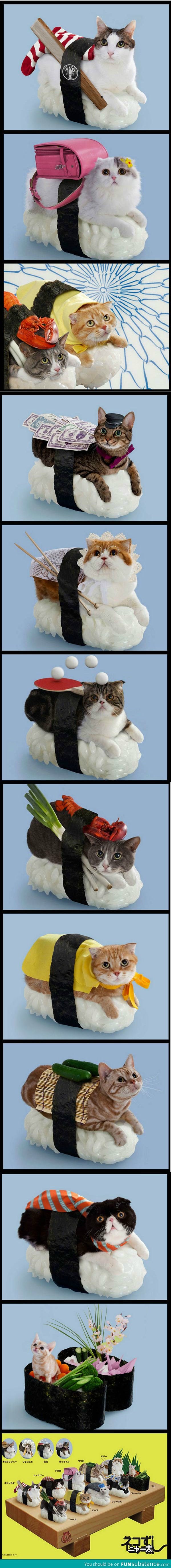 Sushi cat photos, only in Japan I guess?