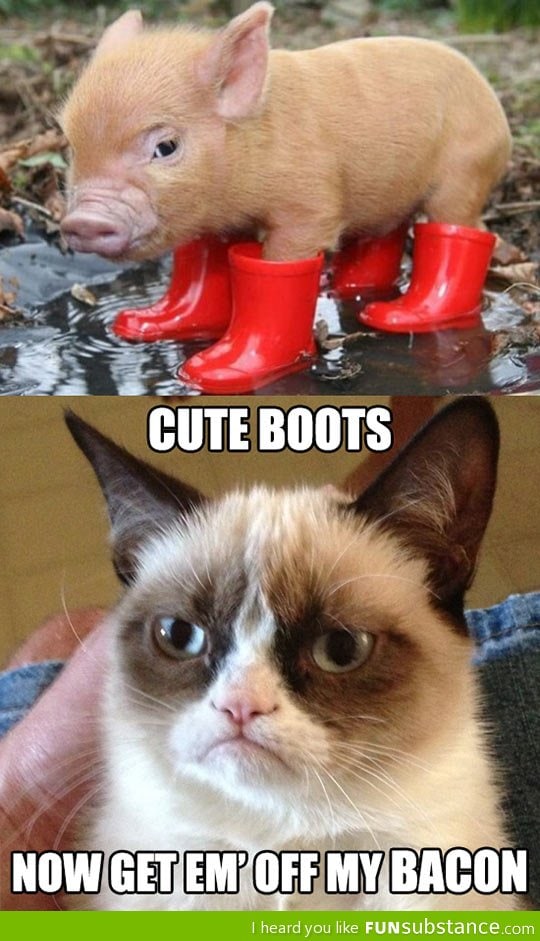 The adventures of piggy and grumpy cat