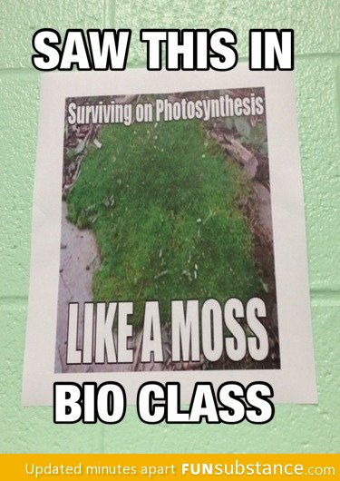 Like a moss