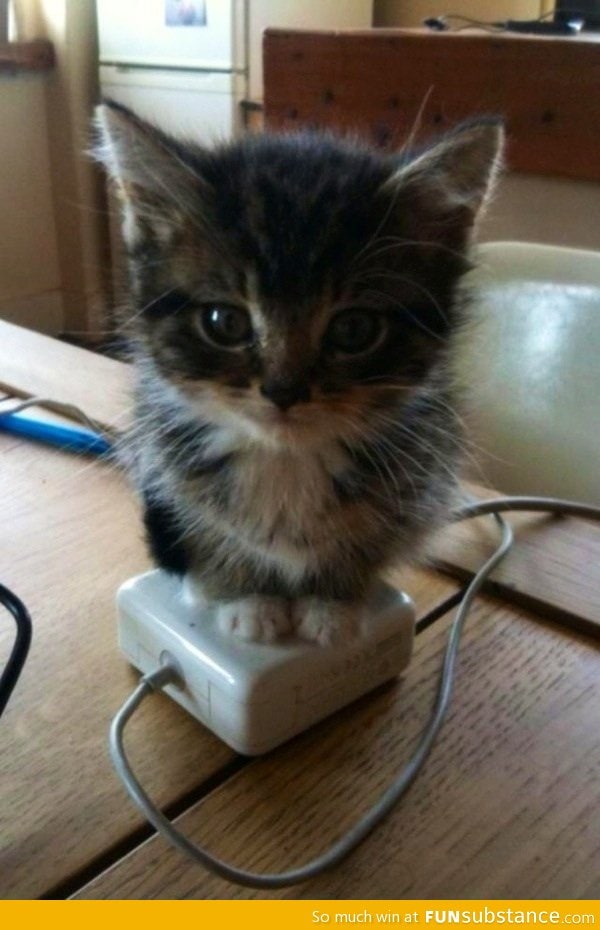 The kitten warmer online