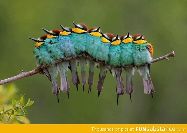 Yeah those are birds, not a inchworm