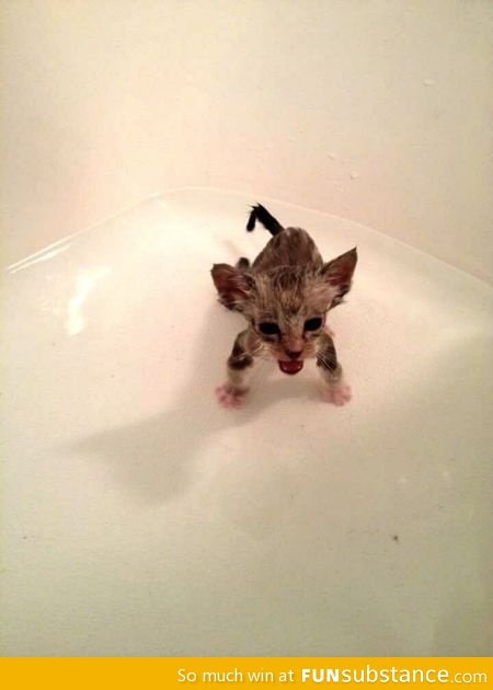 Kitten after bath