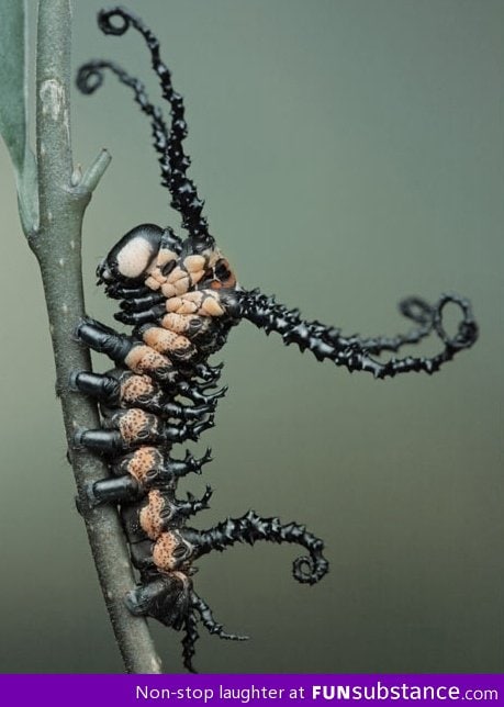 Armored caterpillar