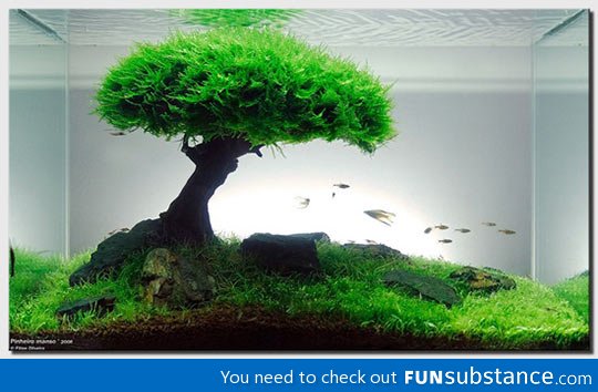Now this is a fish tank