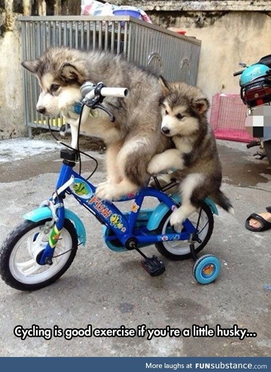 Cycling huskies