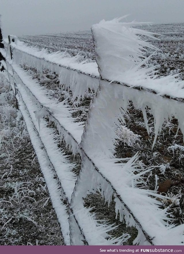 Ice crystals on a barbed wire fence