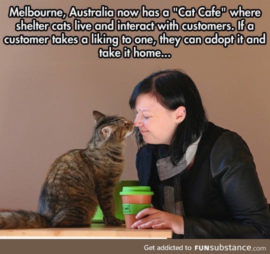 The cat cafe in melbourne