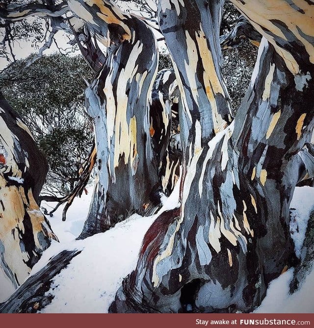 Bark of a Snow Gum tree looks like a painting