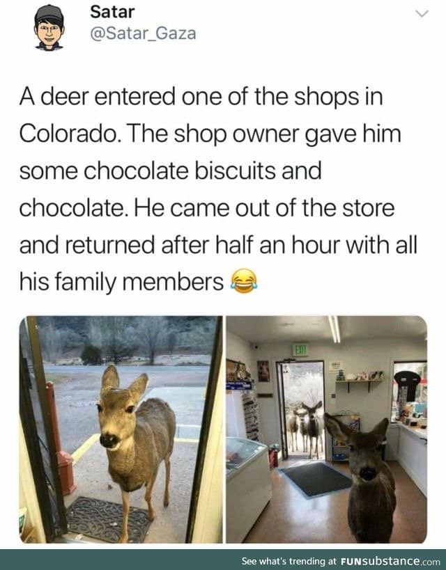 Deer