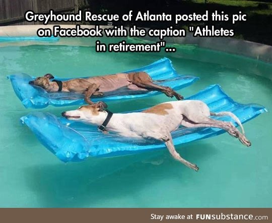 Senior dogs enjoying life