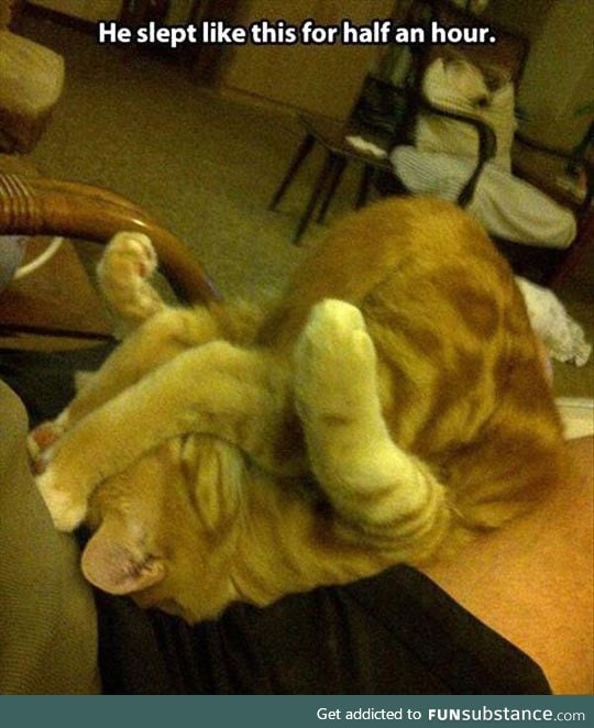 Cats can sleep in any position