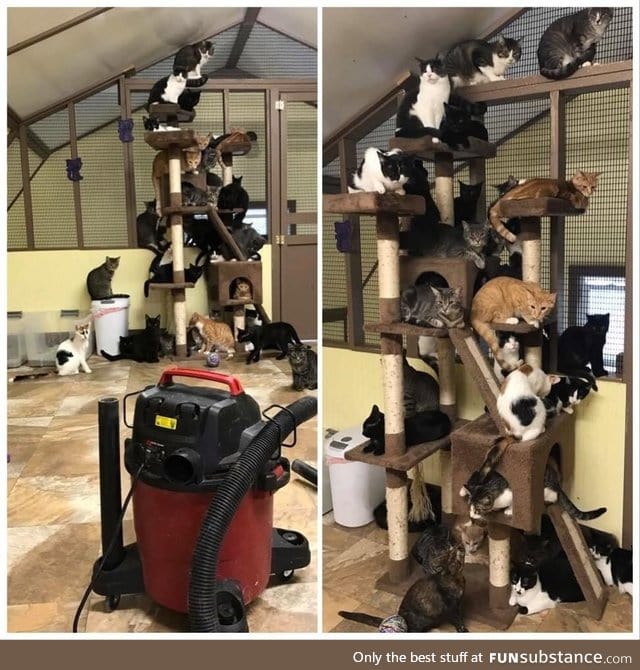 A volunteer at the cat rescue turned on the vacuum