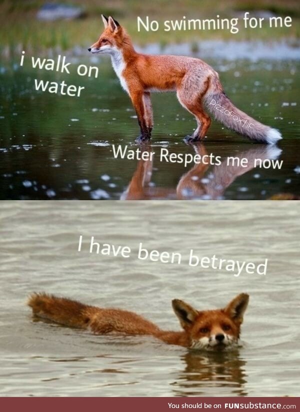 Water walking fox