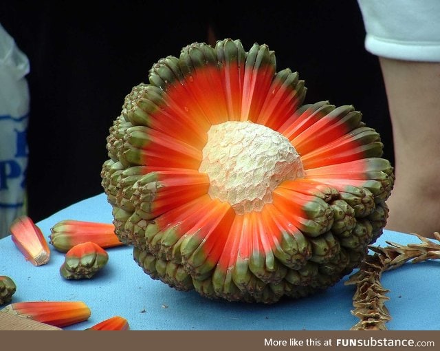 Hala Fruit looks like a explosion