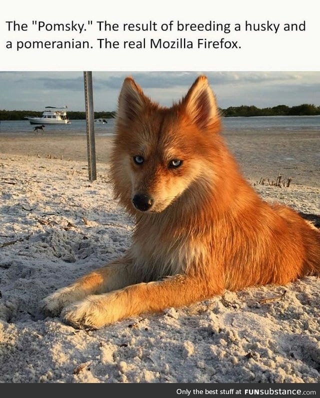 What part is pomeranian?
