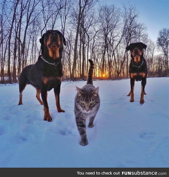 A cat with rottweiler bodyguards