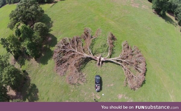 The way the lightning stuck this tree!