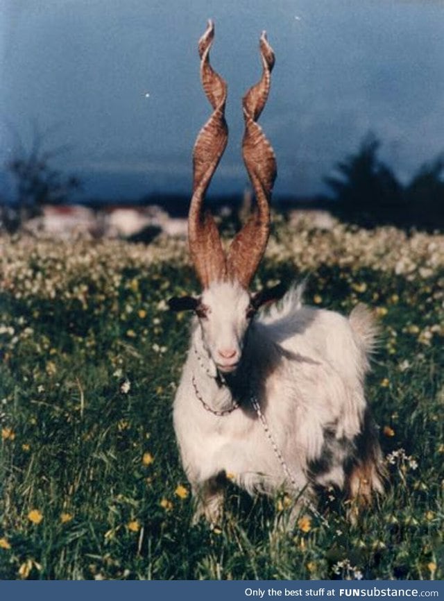 Girgentana goat from Sicily.