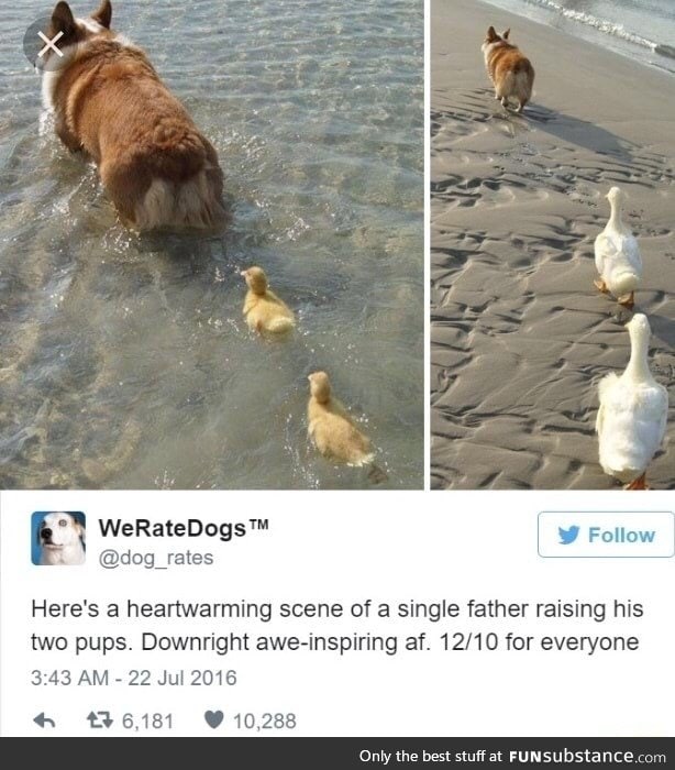 Father and his ducks